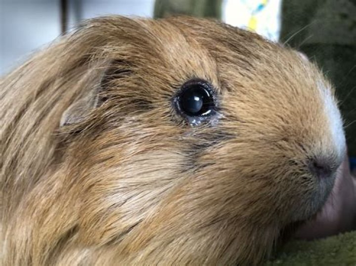 Can guinea pigs have rice?