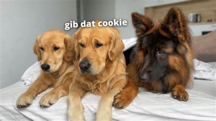 Is having 3 dogs harder than 2?